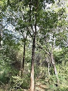 राहू ग्रह के लिए १००८ मंत्रों द्वारा अभिमंत्रित energised सफेद चंदन