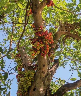 शुक्र ग्रह के लिये गूलर की १००८ मंत्रों द्वारा अभिमंत्रित energised जड़/बूटी