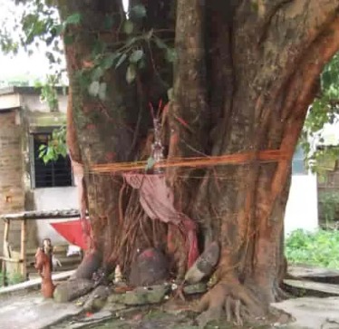 सूर्यग्रह के लिये पीपल के पेड़ की १०००८ मंत्रों अभिमंत्रित enrgised जड़/बूटी