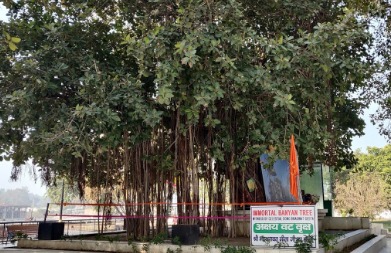 १०००८ मंत्रों द्वारा २१ ब्राह्मणों ७२ घंटो जाप द्वारा अभिमंत्रित पवित्र अक्षय वट वृक्ष की  जड़                           